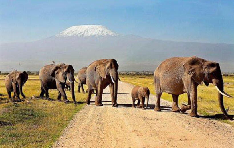 3 Day: Amboseli National Park & Maasai Mara Safari
