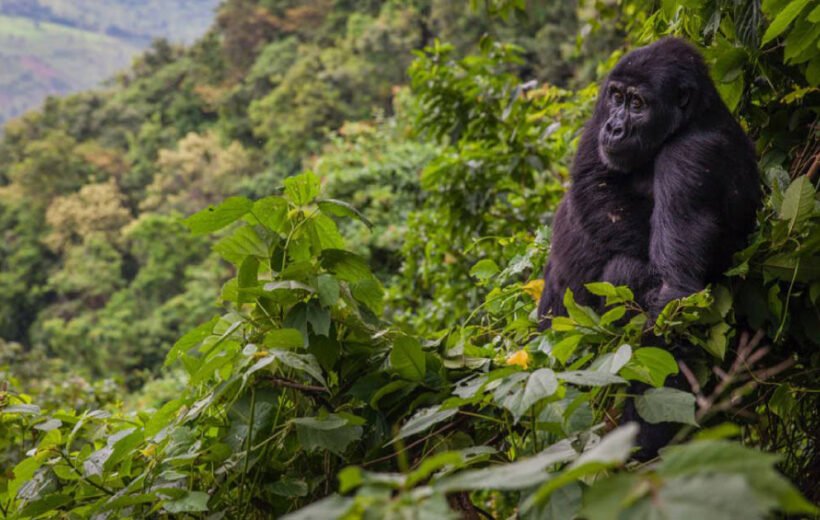 3-Day: Rwanda Gorilla Trekking Adventure in Bwindi Forest