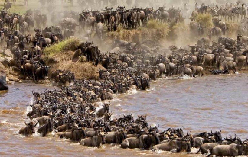 4 Day: Maasai Mara Migration Safari