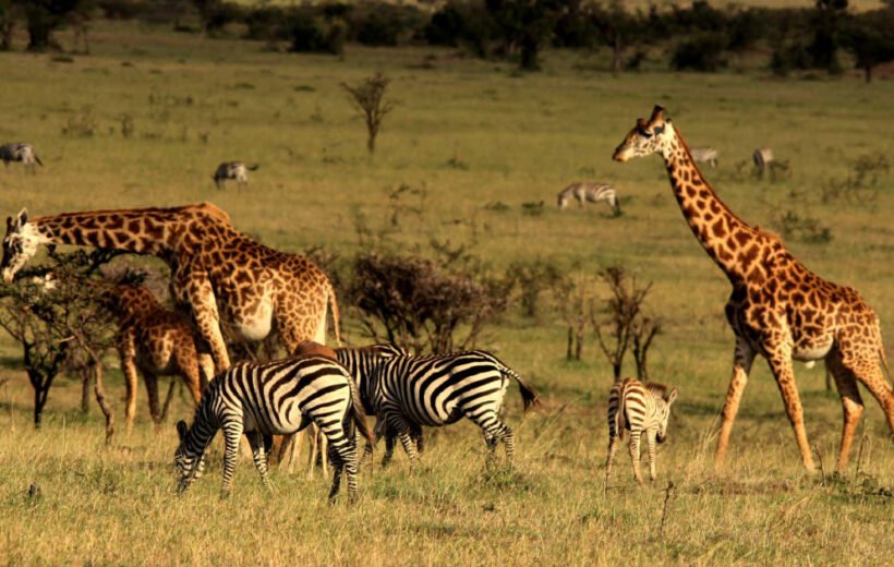 10 Day - Magical Kenya Luxury Safari