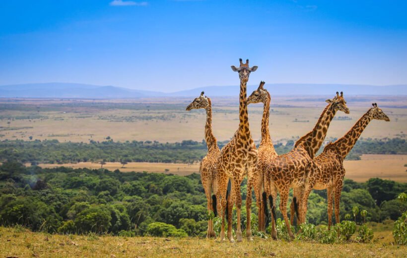 7 Day: Luxury on a Magnificent Kenya Flying Safari Experience