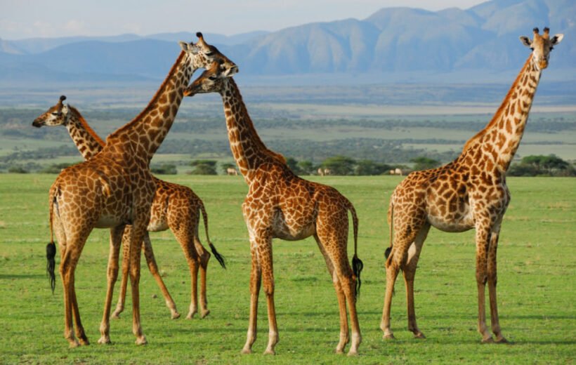 6 Day: Serengeti fly-in safari