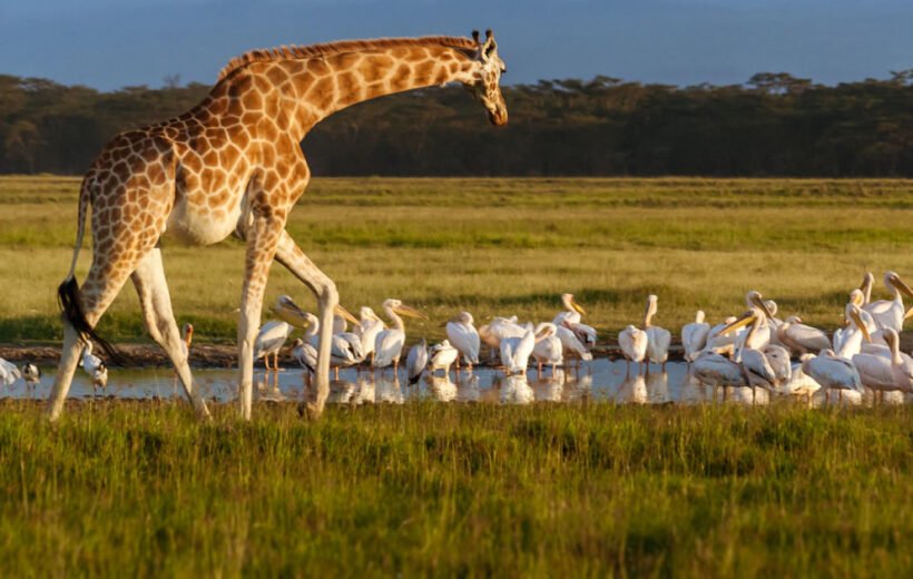 7 Day - Experience the Best of Kenya Safari Adventure