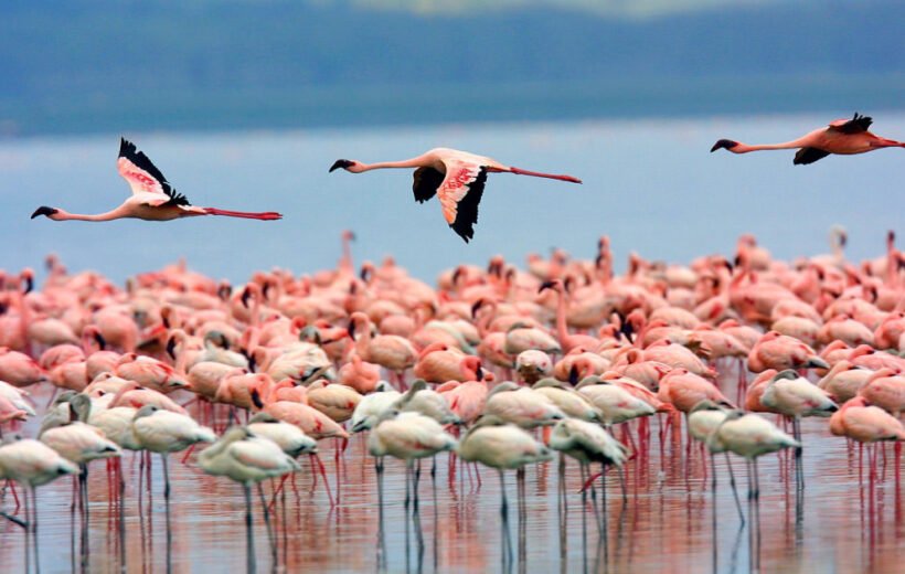 8 Day: Explore Birdwatching Safari in Kenya