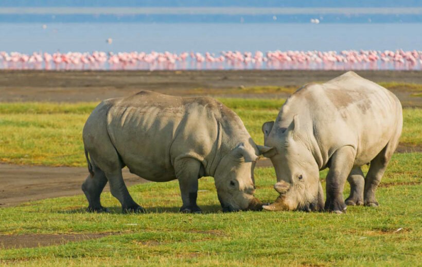 5 Day: Maasai Mara and Lake Nakuru Safari