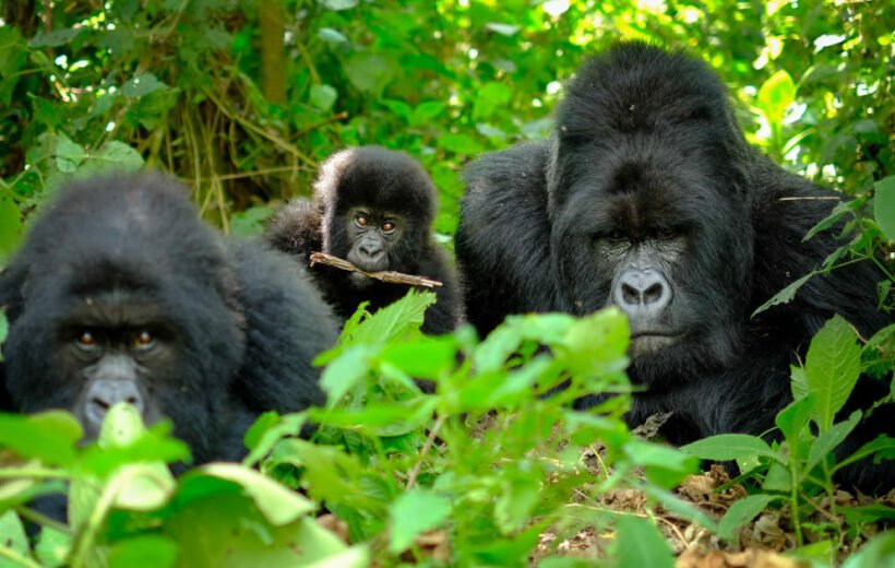 4 Day: Rwanda Gorilla Trekking Adventure