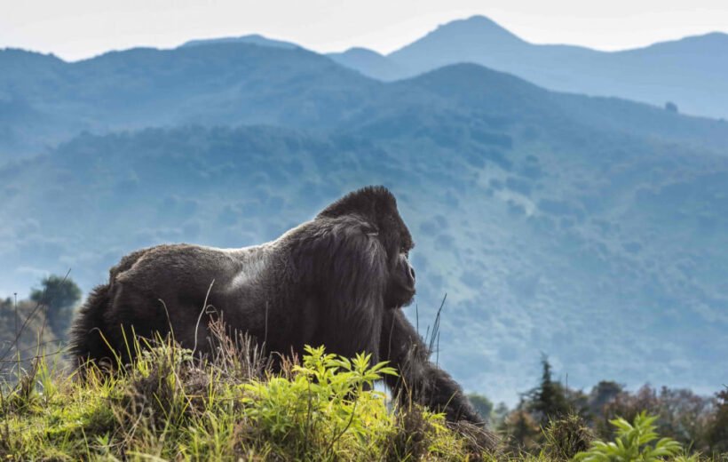 10 Day: Unforgettable Rwanda Highlight Adventure