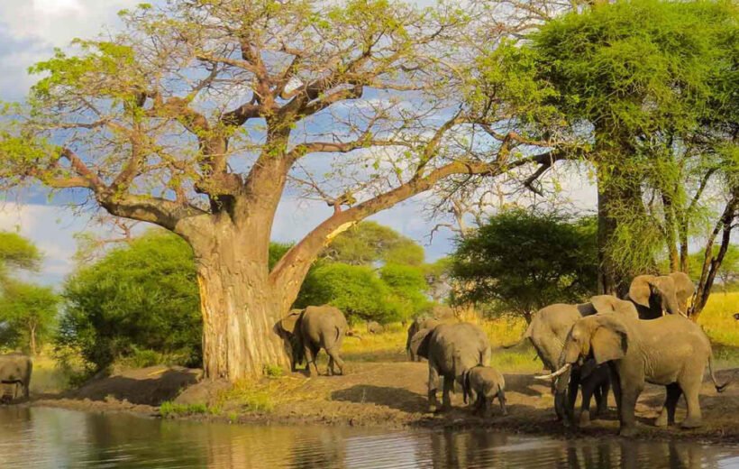 8 Day: Tanzania Northern Circuit Safari Experience