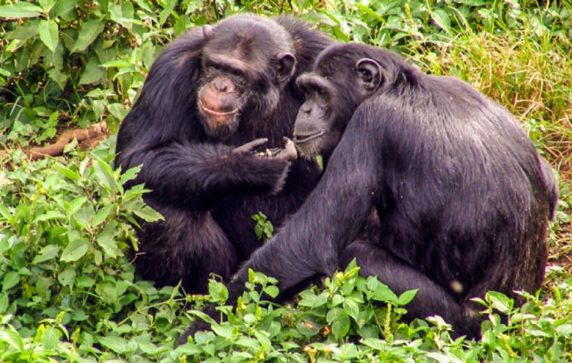 10 Day: Rwanda and Uganda Gorilla, Chimpanzee and Big 5 Safari