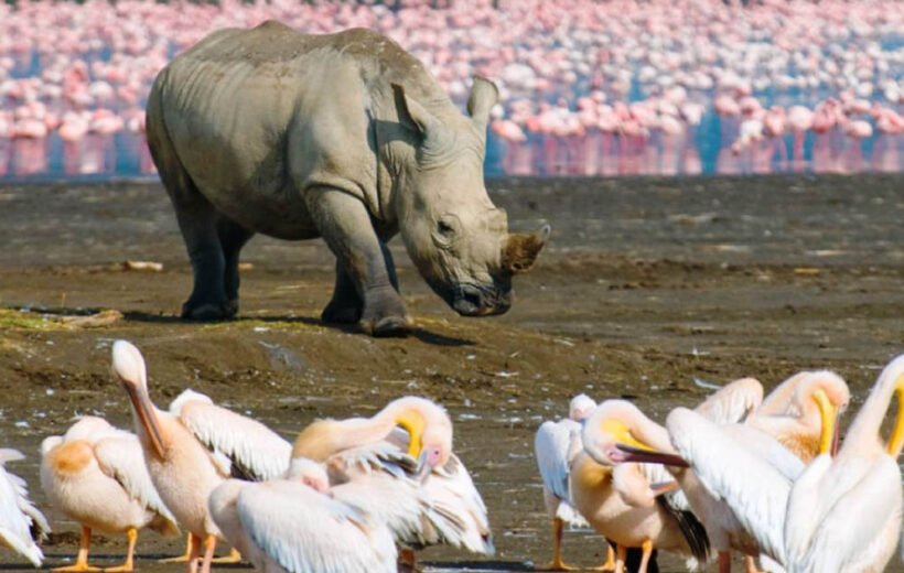 10 Day - Kenya Bird watchers Paradise