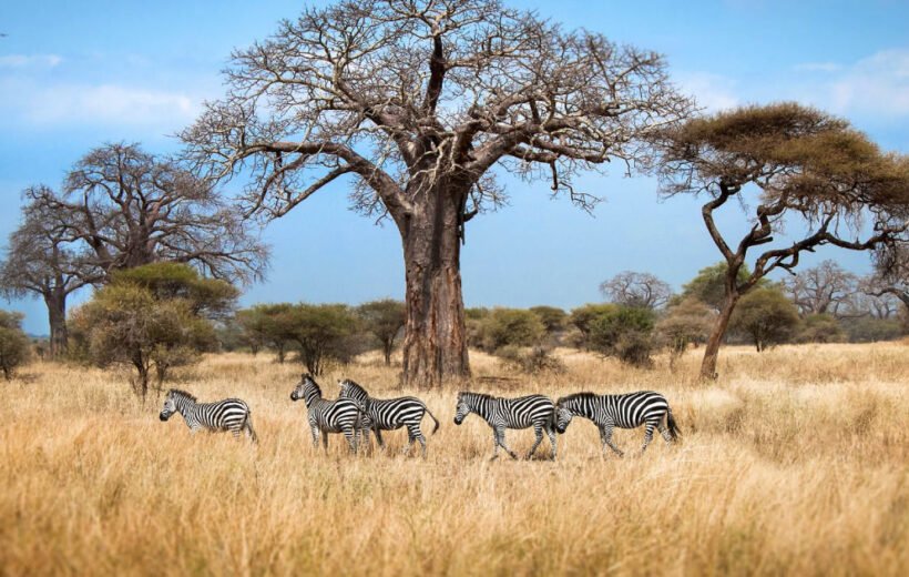 9 Day: Discover the Highlights of Tanzania